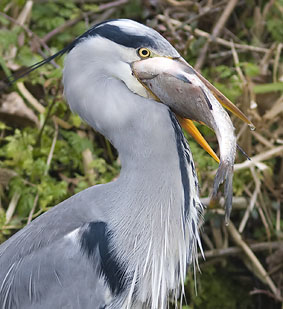 Blauwereiger_brasem291207V